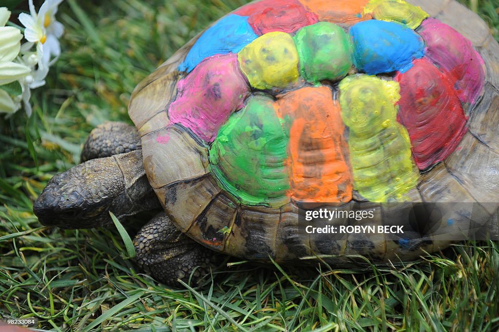 "Speedy," a Russian tortoise, is decorat