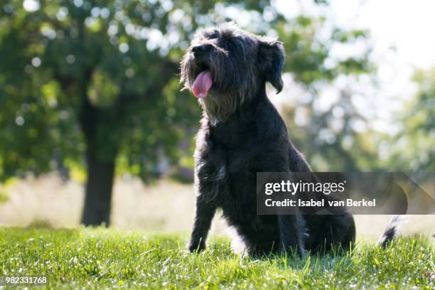 luna in the fields - berkel stock pictures, royalty-free photos & images