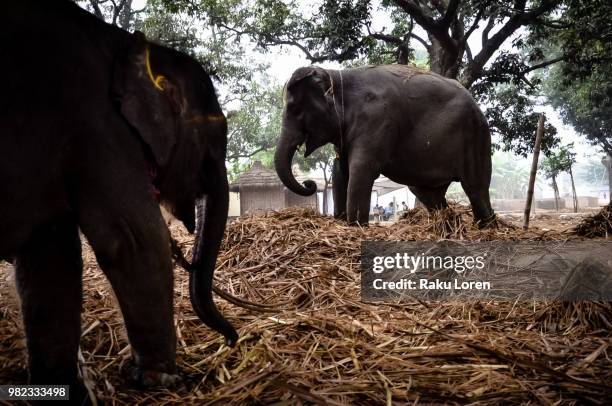 India Raku Raku Photos and Premium High Res Pictures - Getty Images