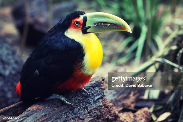 big-beak - keel billed toucan stock pictures, royalty-free photos & images