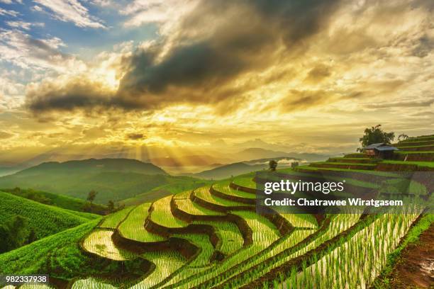 terraced rice field - wiratgasem stock pictures, royalty-free photos & images