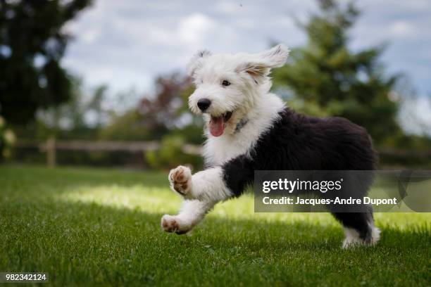 1.500+ Cão Pastor Old English fotos de stock, imagens e fotos royalty-free  - iStock