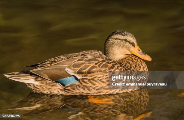 canard - canard - fotografias e filmes do acervo