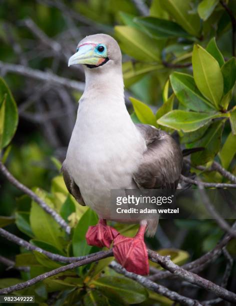 red-footed booby - sulidae stock pictures, royalty-free photos & images