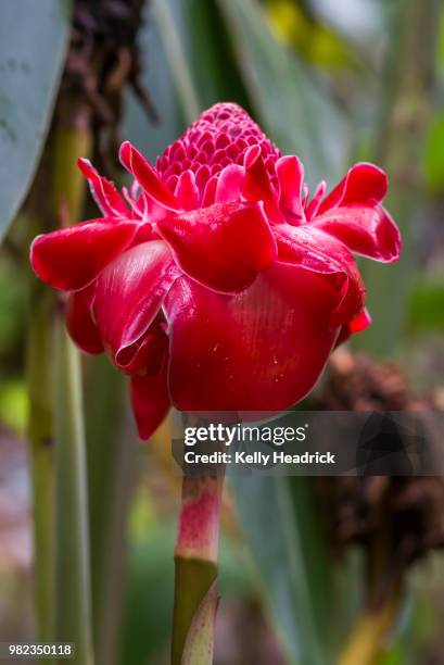 torch ginger flower - ginger flower stock pictures, royalty-free photos & images