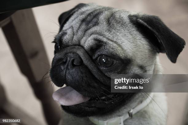 poter en espera de comida - comida stock pictures, royalty-free photos & images