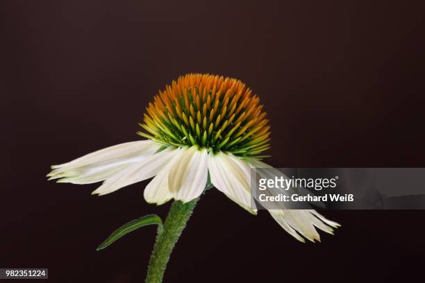 spiny flower - weiß stockfoto's en -beelden