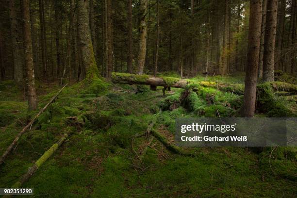 green everywhere - weiß stockfoto's en -beelden