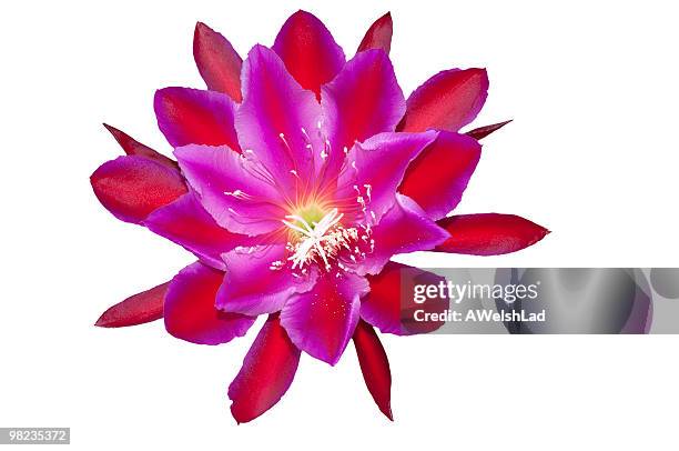 muy bello y rara amplio cactus de flor roja epiphyllum thalia - trazado de recorte fotografías e imágenes de stock