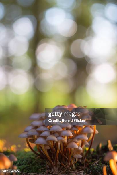 buntstieligen helmling (mycena inclinata) - flicker stock pictures, royalty-free photos & images