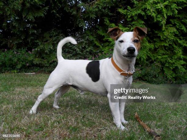General Rommel Photos and Premium High Res Pictures - Getty Images