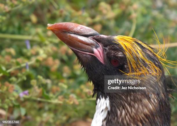 macaroni penguin - bill nicholson stock-fotos und bilder