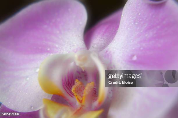 orchidea phalaenopsis_dreams - orchidea ストックフォトと画像