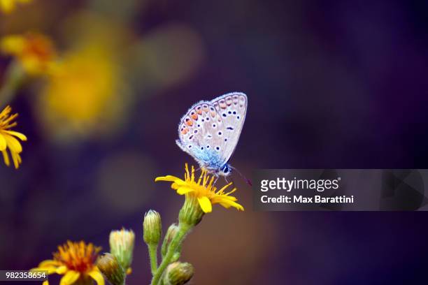 farfalla su fiore giallo - farfalla stock pictures, royalty-free photos & images