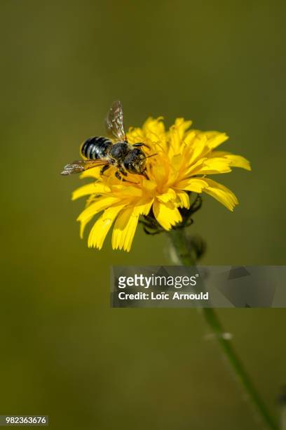 abeille - abeille fotografías e imágenes de stock