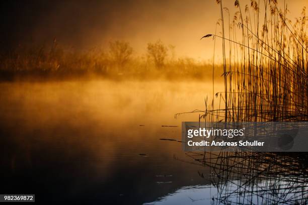 reeds next to a fog covered lake at sunset - schnuller stock pictures, royalty-free photos & images