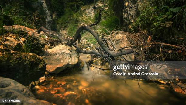 cheile zarnesti - zarnesti stock pictures, royalty-free photos & images