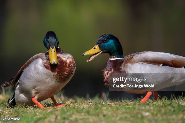 Quacking Intensifies 241 Ducks Quacking Stock Photos, High-Res Pictures, and Images - Getty ...