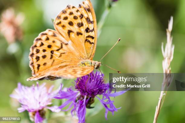 schmetterling - schmetterling stock pictures, royalty-free photos & images