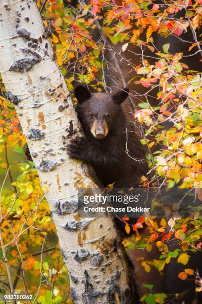 tree climber - bear cub stock pictures, royalty-free photos & images