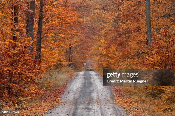 road in forest with autumn colours. bavaria, germany. - european beech stock pictures, royalty-free photos & images