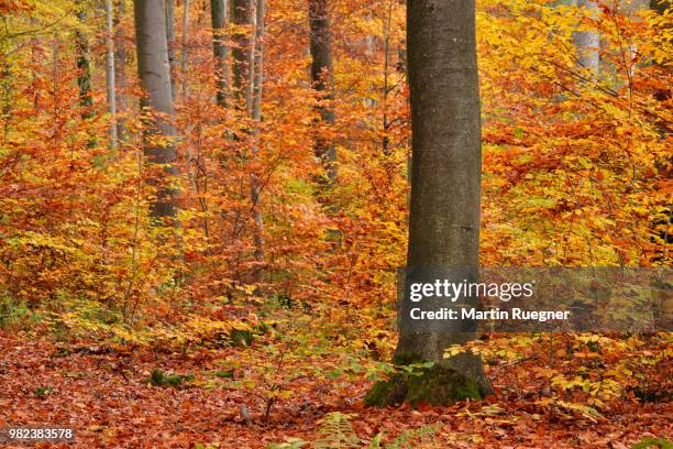 forest in autumn colours. bavaria, germany. - european beech stock pictures, royalty-free photos & images