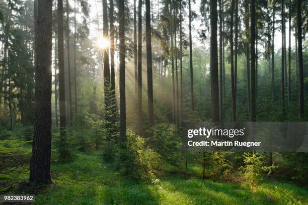 forest with sunbeams and mist. franconia, bavaria, germany. - naturlandschaften stock-fotos und bilder