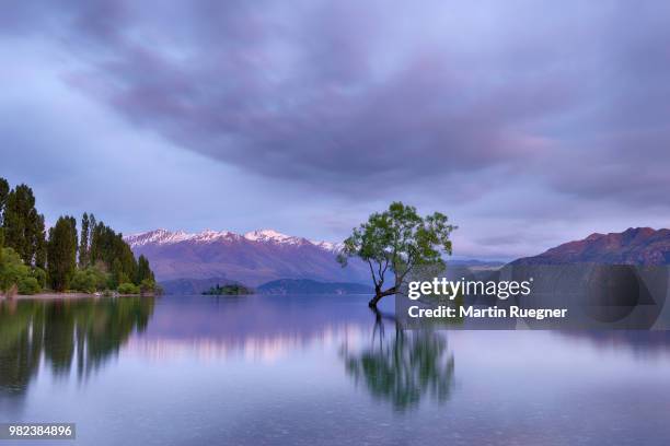 tree growing in lake wanaka with snowcapped mountains in background and dramatic clouds at sunrise dawn. wanaka, lake wanaka, queenstown-lakes district, otago region, south island, new zealand. - region otago stock pictures, royalty-free photos & images