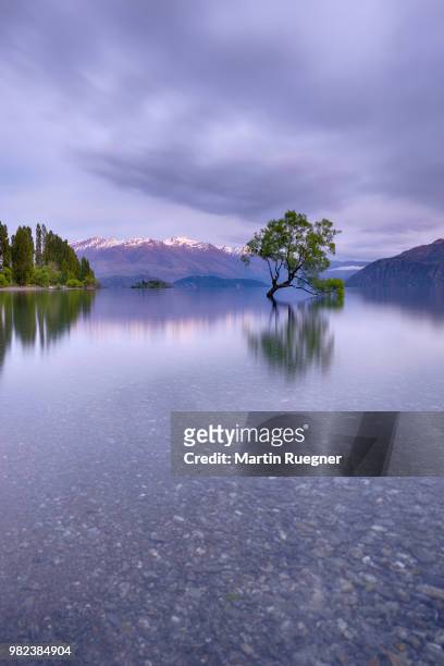 tree growing in lake wanaka with snowcapped mountains in background and dramatic clouds at sunrise dawn. wanaka, lake wanaka, queenstown-lakes district, otago region, south island, new zealand. - region otago stock pictures, royalty-free photos & images