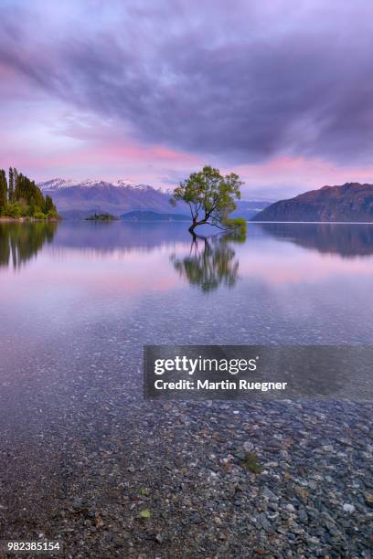 tree growing in lake wanaka with snowcapped mountains in background and dramatic clouds at sunrise dawn. wanaka, lake wanaka, queenstown-lakes district, otago region, south island, new zealand. - region otago stock pictures, royalty-free photos & images