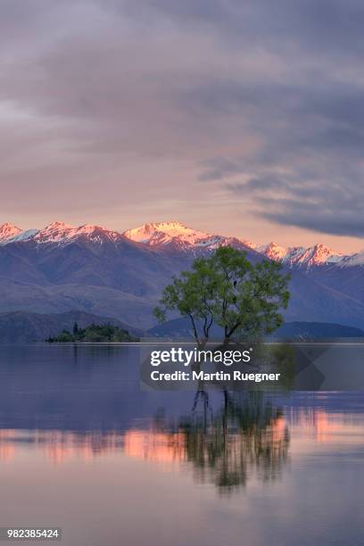 tree growing in lake wanaka with snowcapped mountains in background and dramatic clouds at sunrise dawn. wanaka, lake wanaka, queenstown-lakes district, otago region, south island, new zealand. - region otago stock pictures, royalty-free photos & images