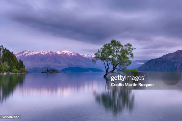 tree growing in lake wanaka with snowcapped mountains in background and dramatic clouds at sunrise dawn. wanaka, lake wanaka, queenstown-lakes district, otago region, south island, new zealand. - region otago stock pictures, royalty-free photos & images