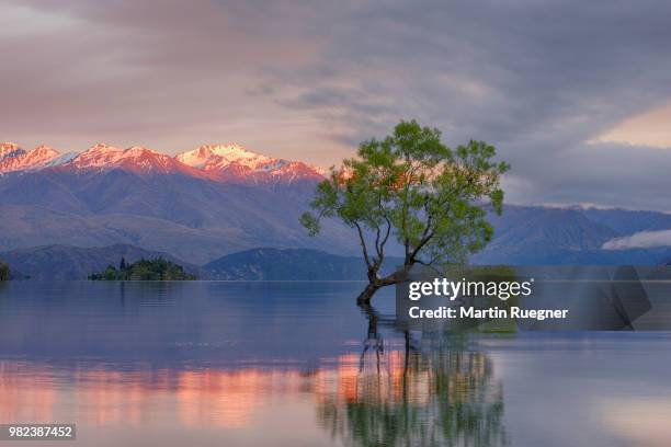 tree growing in lake wanaka with snowcapped mountains in background and dramatic clouds at sunrise dawn. wanaka, lake wanaka, queenstown-lakes district, otago region, south island, new zealand. - region otago stock pictures, royalty-free photos & images