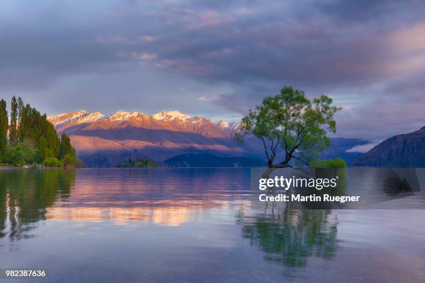 tree growing in lake wanaka with snowcapped mountains in background and dramatic clouds at sunrise dawn. wanaka, lake wanaka, queenstown-lakes district, otago region, south island, new zealand. - region otago stock pictures, royalty-free photos & images