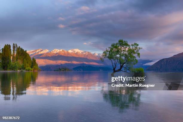 tree growing in lake wanaka with snowcapped mountains in background and dramatic clouds at sunrise dawn. wanaka, lake wanaka, queenstown-lakes district, otago region, south island, new zealand. - region otago stock pictures, royalty-free photos & images