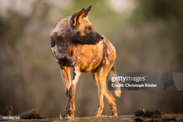 wild dog - wildschutzgebiet madikwe stock-fotos und bilder