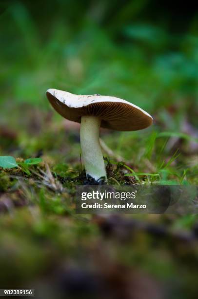 mushroom - marzo stock-fotos und bilder