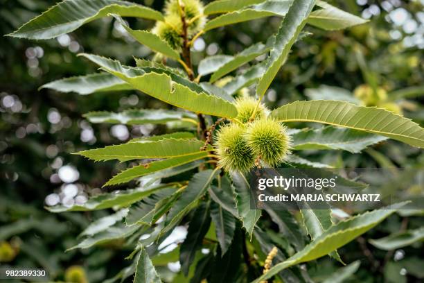 chestnuts on branch - kastanie laubbaum stock-fotos und bilder