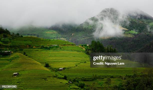 rice fields - longsheng stock-fotos und bilder