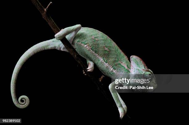 chameleon - pai stockfoto's en -beelden