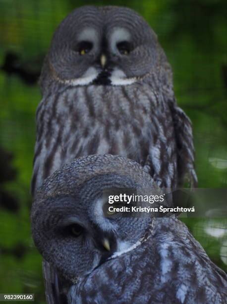 two tawny owls - czech hunters imagens e fotografias de stock