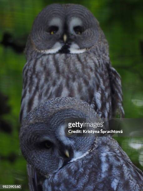 two tawny owls - czech hunters 個照片及圖片檔