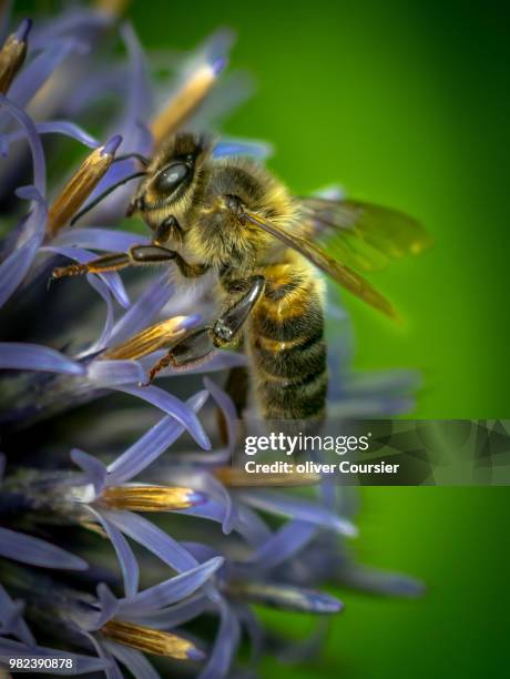 abeille - abeille stock pictures, royalty-free photos & images