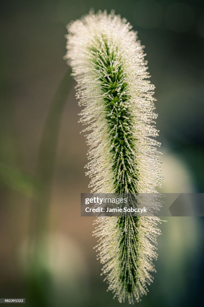 Dew Laden Foxtail