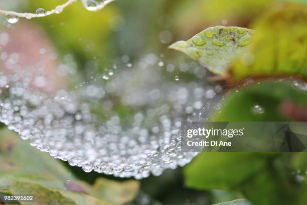 water web - ane stock pictures, royalty-free photos & images