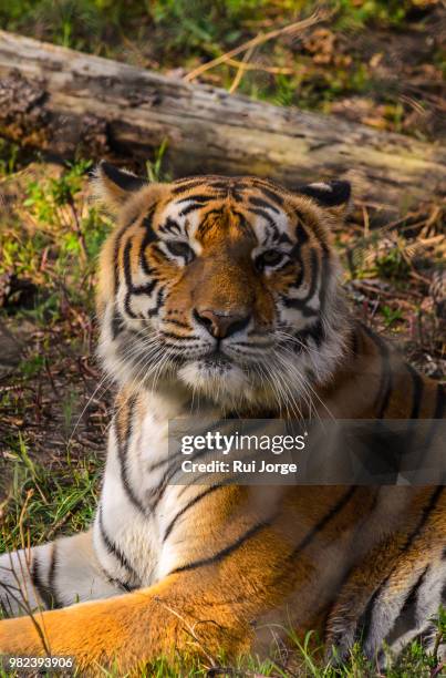 tigre de bengala - tigre de bengala 個照片及圖片檔