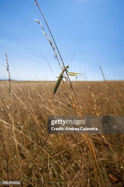 gola del furlo state nature reserve, mantis religiosa - gola v stock pictures, royalty-free photos & images