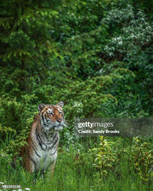 daydreaming - sumatran tiger stock pictures, royalty-free photos & images