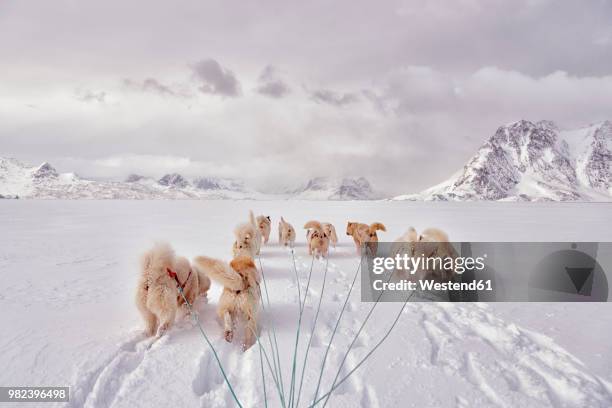 greenland, schweizerland alps, huskies - animal sledding fotografías e imágenes de stock