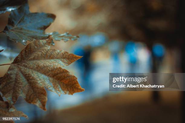 autumn - albert khachatryan stockfoto's en -beelden